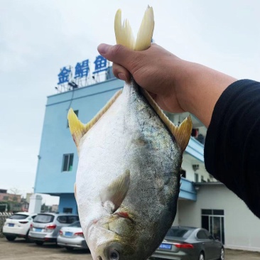 金鲳鱼
