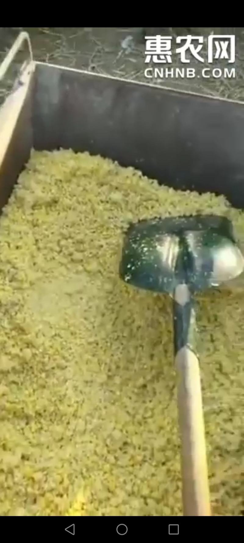 新鲜玉米渣