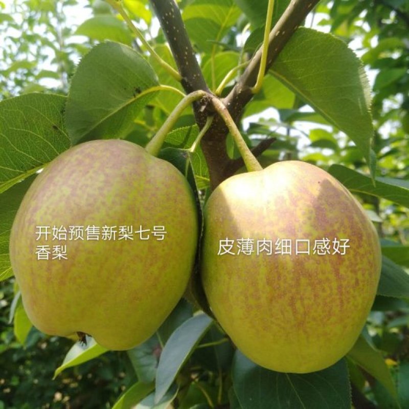 新梨七号河北赵县梨沙土地种植皮薄肉细，7月1号自然成熟