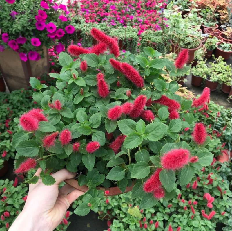 岁岁红盆栽兔尾巴红口草红色吊兰垂吊花卉四季狗尾红