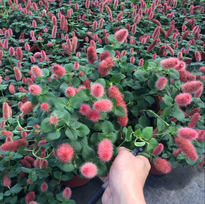 岁岁红盆栽兔尾巴红口草红色吊兰垂吊花卉四季狗尾红