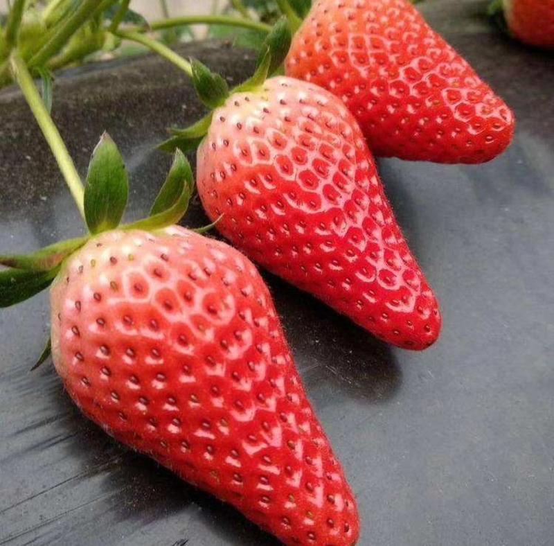 【推荐】甜宝草莓苗脱毒苗高存活基地一手货源可视频看货