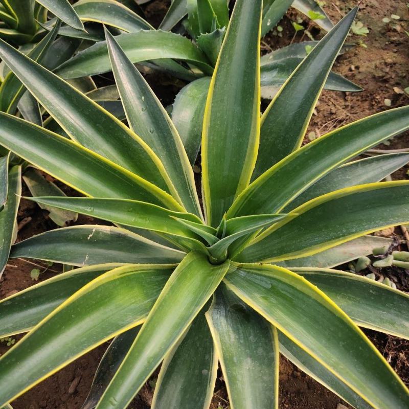 金边龙舌兰万代锦龙舌兰属沙生植物适宜居家庭院室内外