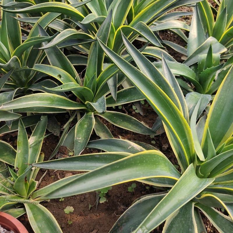 金边龙舌兰万代锦龙舌兰属沙生植物适宜居家庭院室内外
