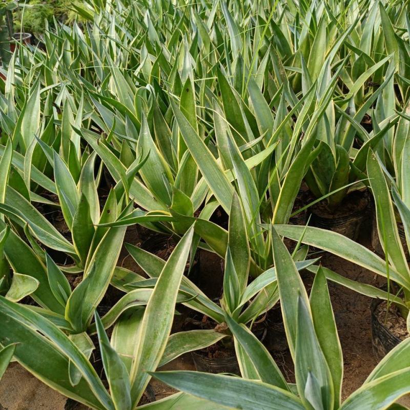 金边龙舌兰万代锦龙舌兰属沙生植物适宜居家庭院室内外