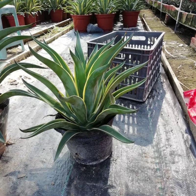 金边龙舌兰万代锦龙舌兰属沙生植物适宜居家庭院室内外