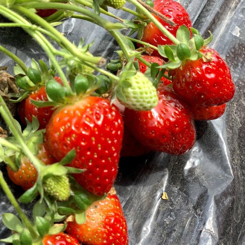 【精选】苗圃直发奶油草莓苗脱毒苗一手货源高存活品种纯正