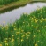 黄菖蒲花种子黄花鸢尾花种籽水生植物种子庭院花海景观易种花