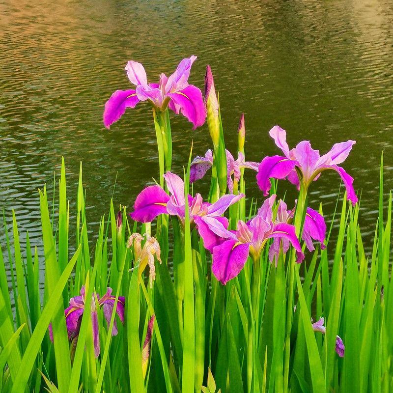 黄菖蒲花种子黄花鸢尾花种籽水生植物种子庭院花海景观易种花