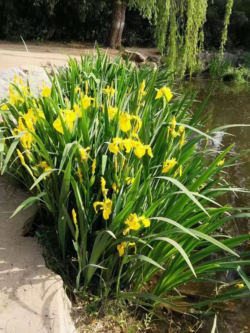 黄菖蒲花种子黄花鸢尾花种籽水生植物种子庭院花海景观易种花