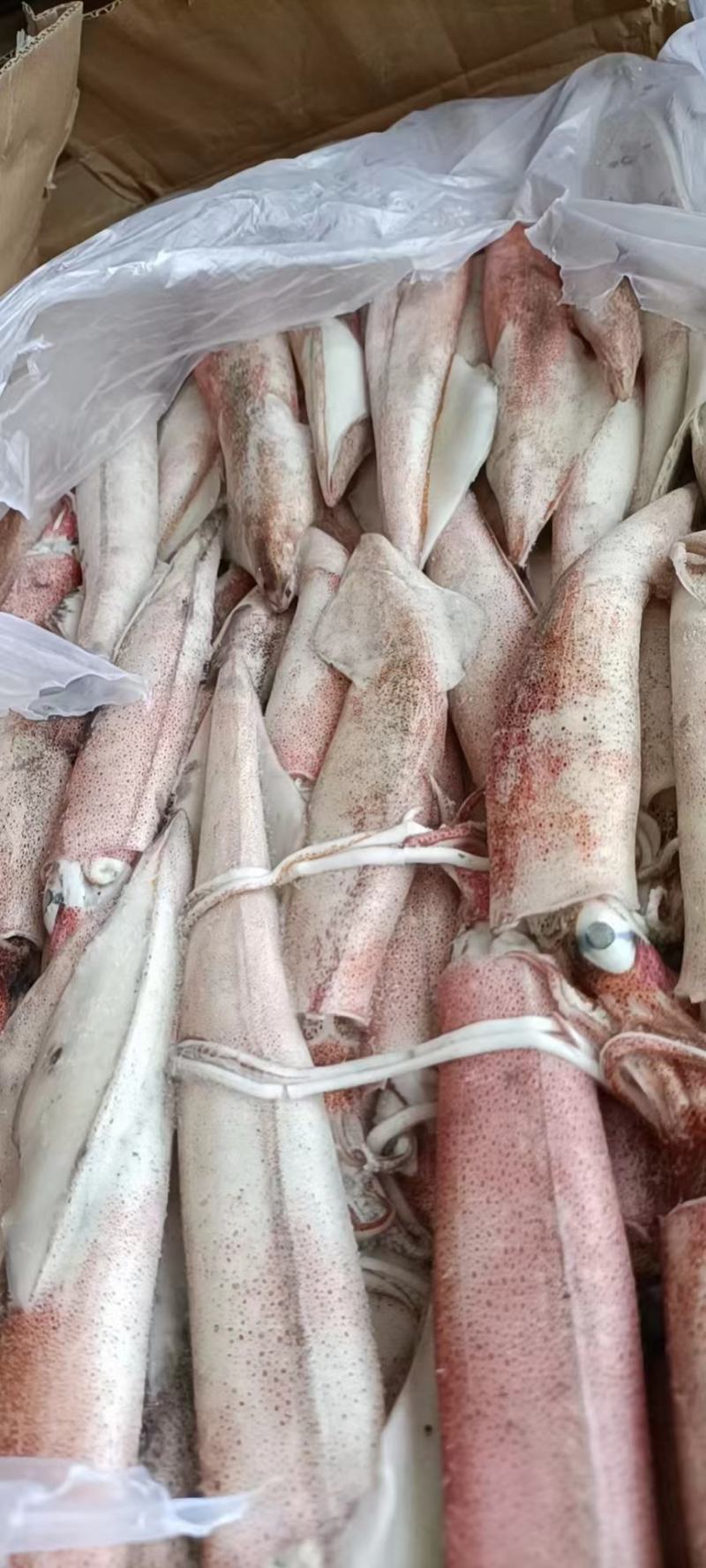 小火箭鱿鱼辣椒鱿鱼龙筒仔25gg鱿笔管鱼