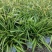 金心吊兰盆栽垂钓悬挂植物室内办公室好养花卉金鱼花客厅绿植