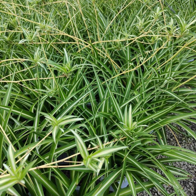 金心吊兰盆栽垂钓悬挂植物室内办公室好养花卉金鱼花客厅绿植