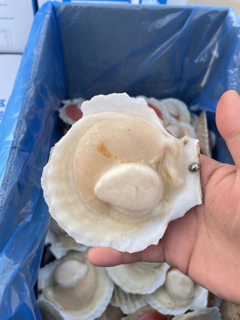 鲜活速冻小扇贝、可烧烤蒜蓉粉丝扇贝
