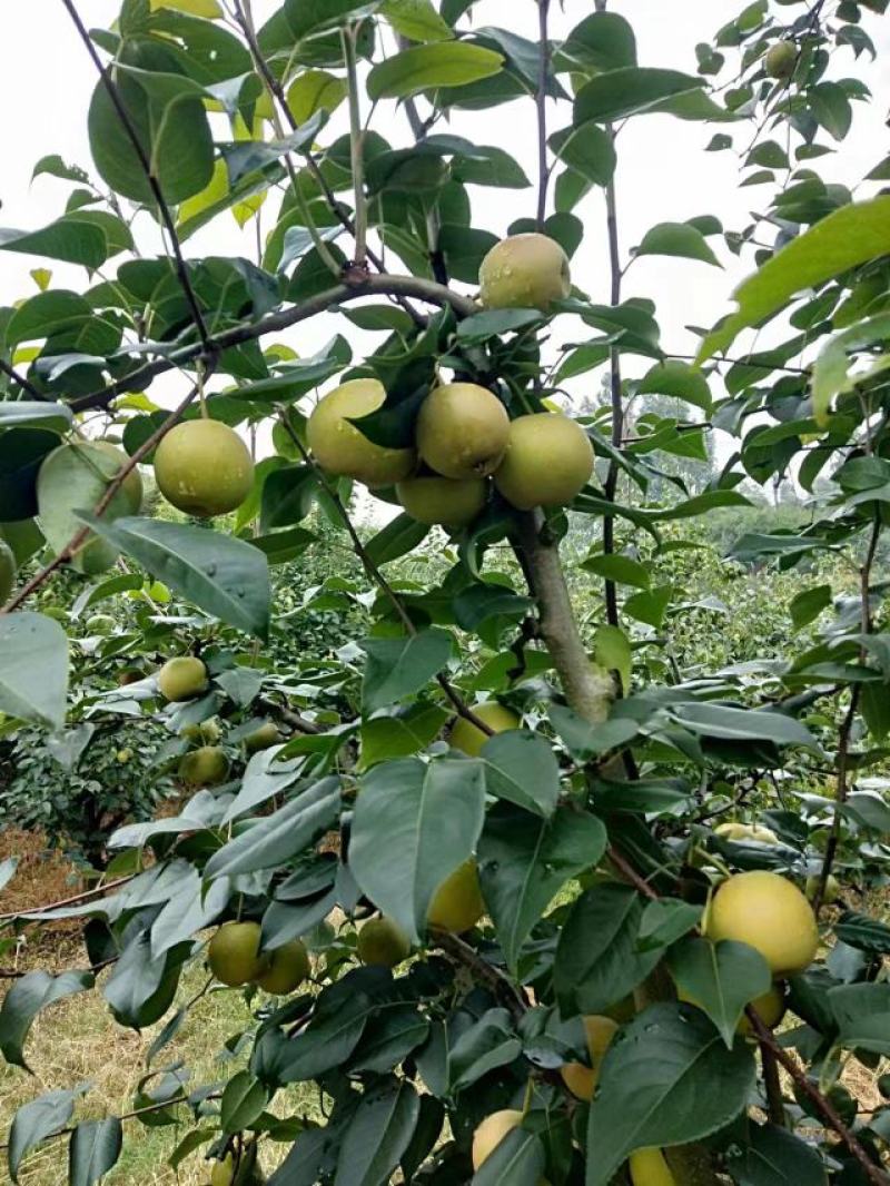 丁香梨