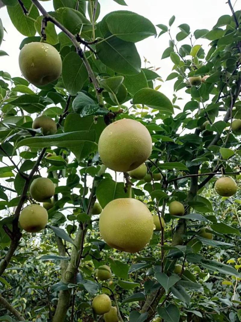 丁香梨