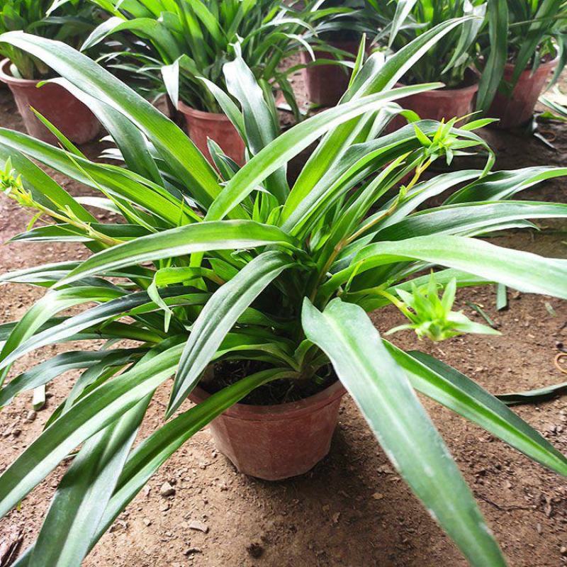青叶吊兰盆栽植物室内阳台桌面垂吊花苗净化空气吸甲醛