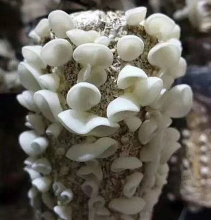 玉木耳菌种供应长年供应中