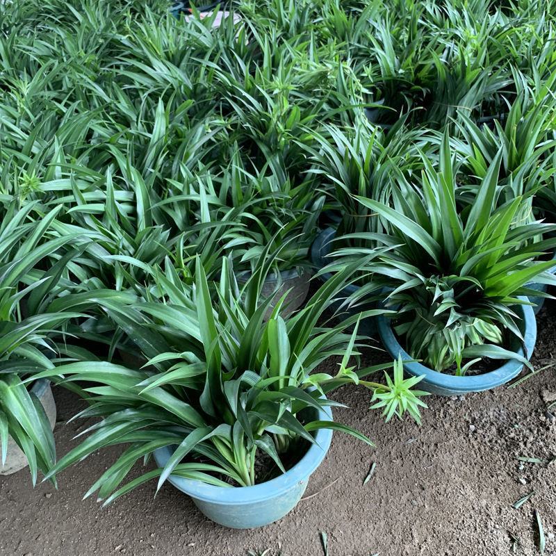 青叶吊兰盆栽植物室内阳台桌面垂吊花苗净化空气吸甲醛