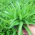 青叶吊兰盆栽植物室内阳台桌面垂吊花苗净化空气吸甲醛