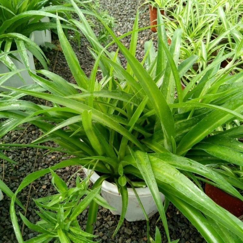 青叶吊兰盆栽植物室内阳台桌面垂吊花苗净化空气吸甲醛