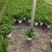 青叶吊兰盆栽植物室内阳台桌面垂吊花苗净化空气吸甲醛
