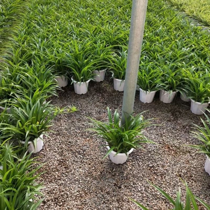 青叶吊兰盆栽植物室内阳台桌面垂吊花苗净化空气吸甲醛