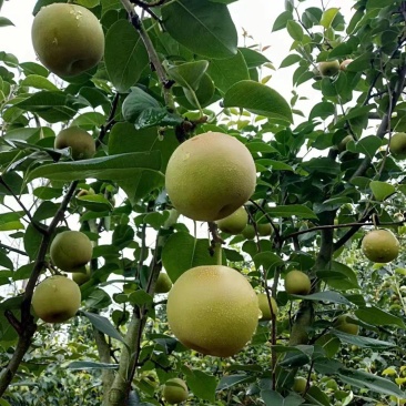 丁香梨