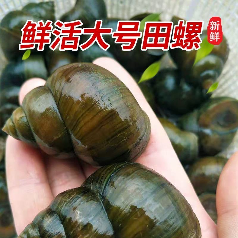 中华园田螺
