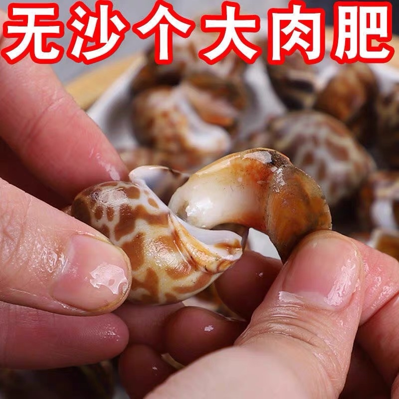 花螺东风螺田螺特大号中号海鲜水产贝类活冻鲜冻冷冻海鲜