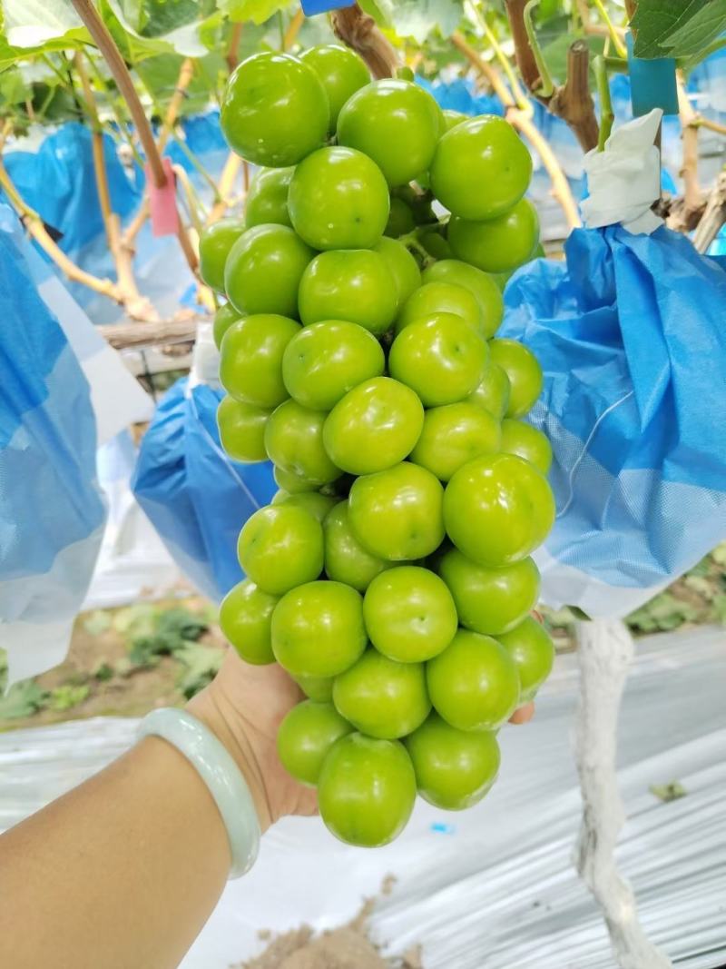 西昌阳光玫瑰葡萄上市了