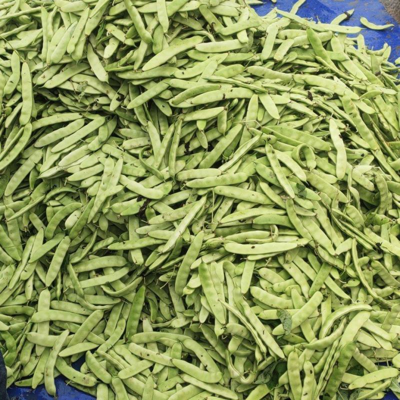 东北陆地大油豆角，九月青，可以炒吃，可以炖，大量有货