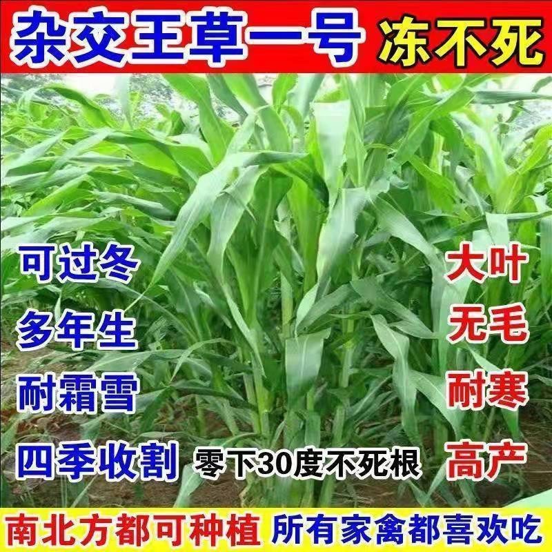 高产杂交王草一号牧草种子多年生一年四季常青春种喂牛羊猪鱼