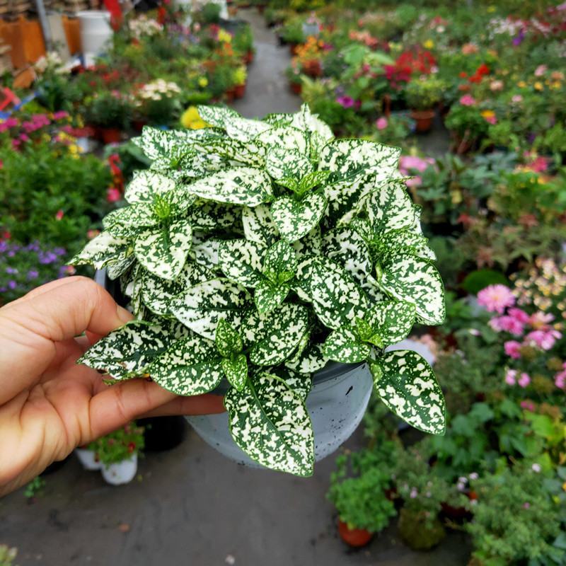 彩叶草嫣红蔓室内庭院办公室观叶绿植盆栽净化空气防辐射