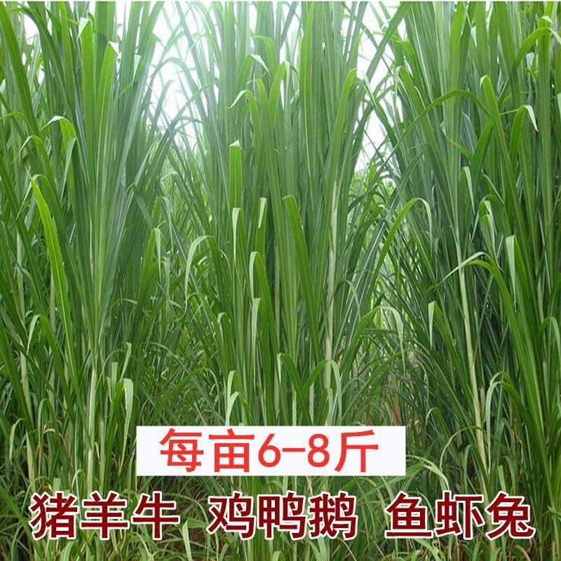 新型皇竹草种子台湾甜象草四季高产多年生猪牛羊鸡鸭鹅鱼牧草