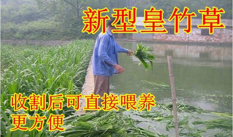 新型皇竹草种子台湾甜象草四季高产多年生猪牛羊鸡鸭鹅鱼牧草