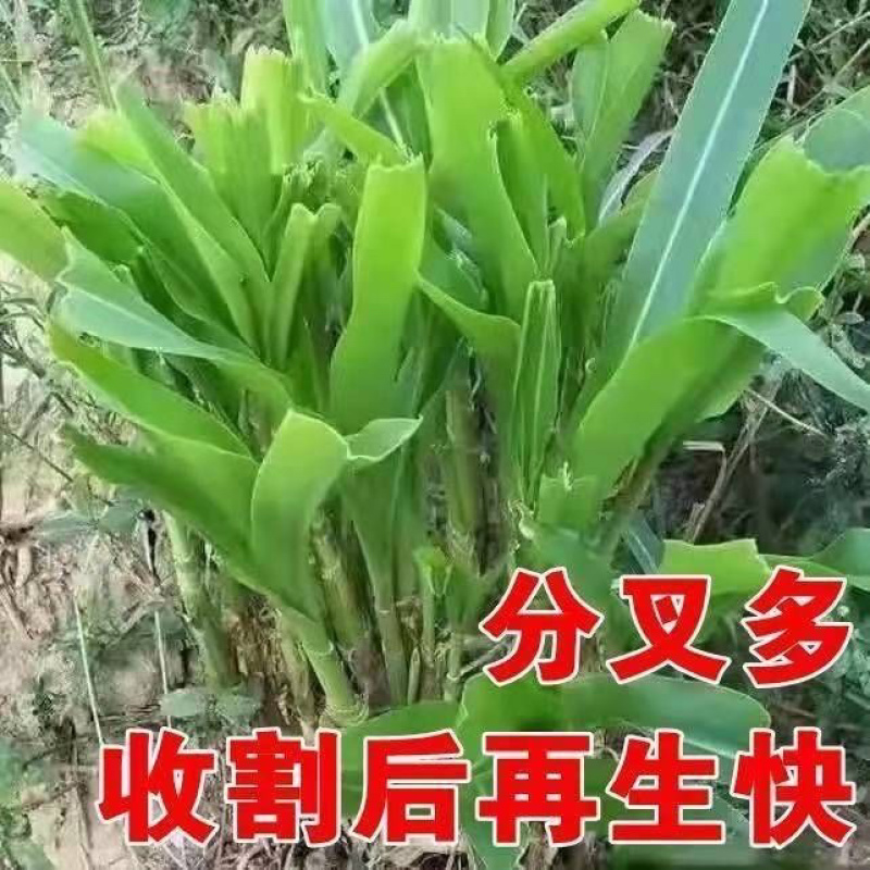 新型皇竹草种子台湾甜象草四季高产多年生猪牛羊鸡鸭鹅鱼牧草