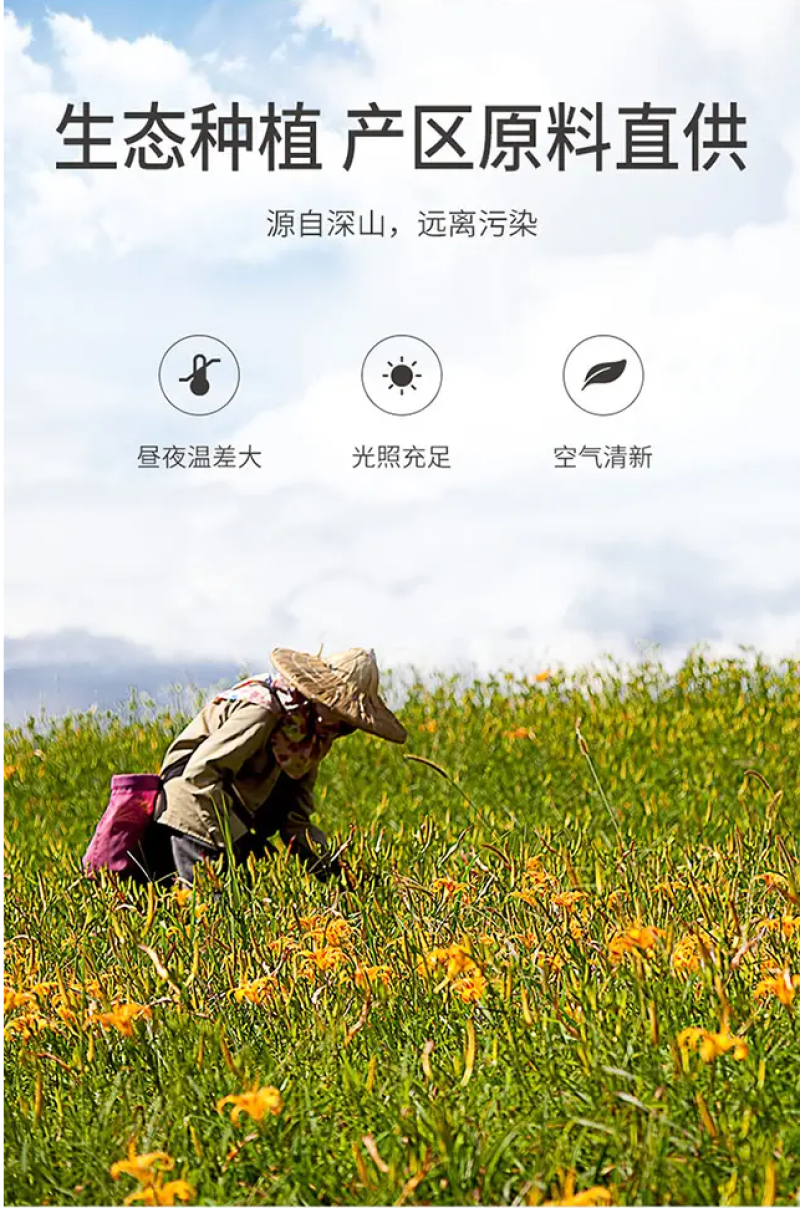 黄花菜干货农家自晒新鲜黄花菜土特产金针菜干菜批发