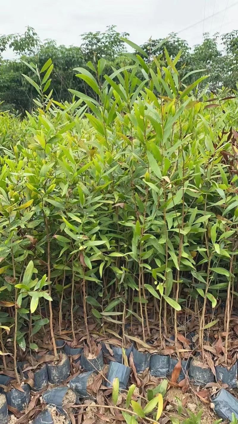 台湾相思20/100厘米各种规格大量现货供应充足，欢迎