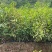 台湾相思20/100厘米各种规格大量现货供应充足，欢迎