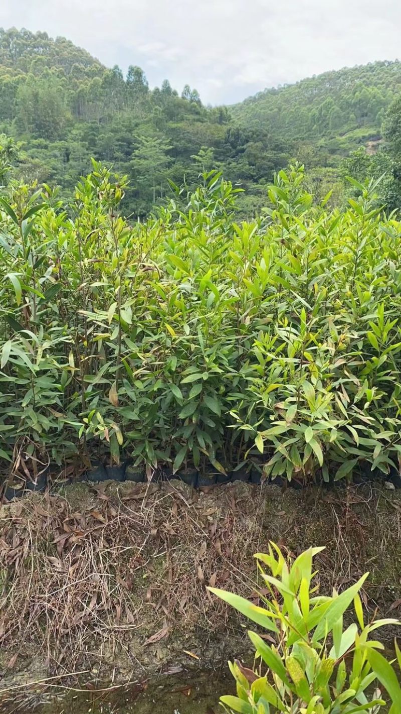台湾相思20/100厘米各种规格大量现货供应充足，欢迎