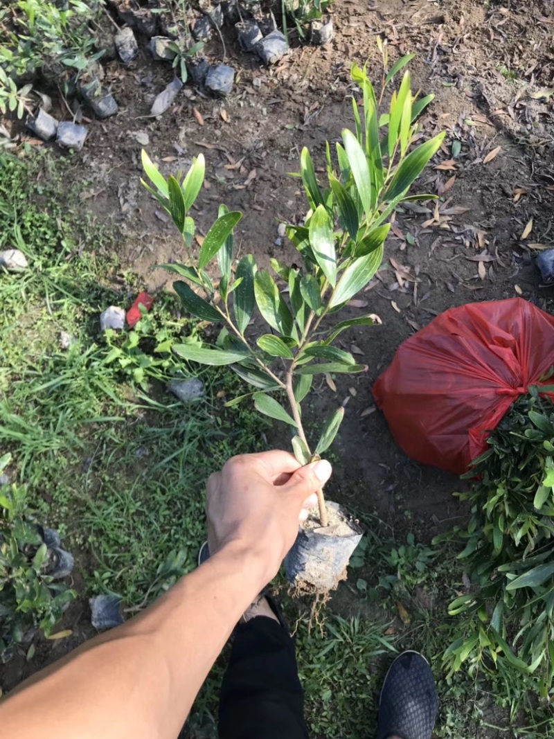 台湾相思20/100厘米各种规格大量现货供应充足，欢迎