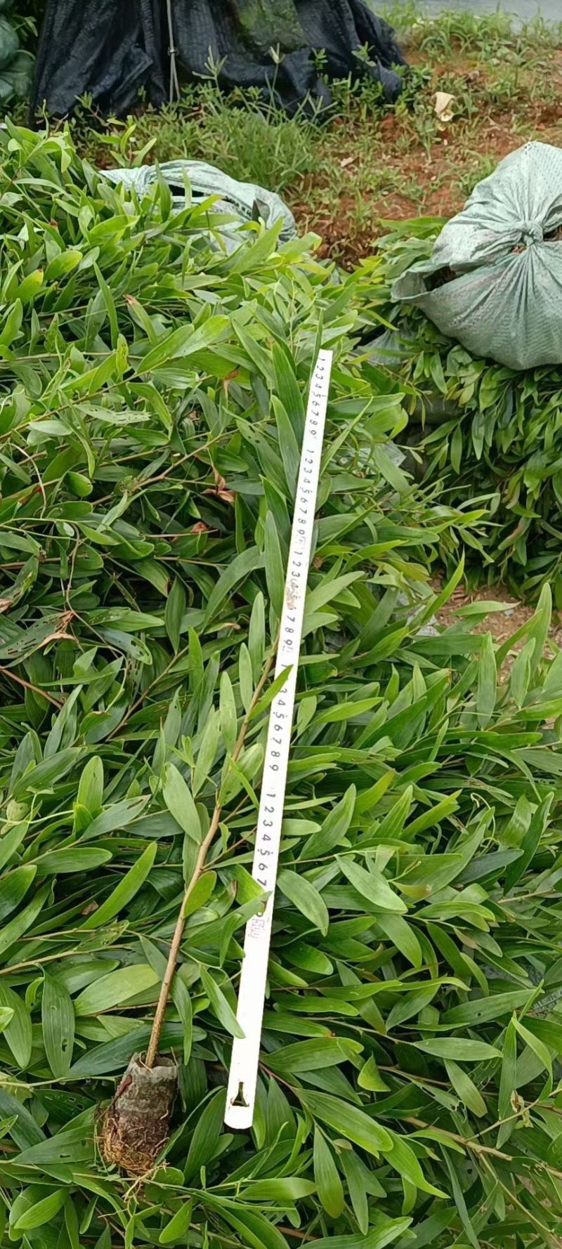 台湾相思20/100厘米各种规格大量现货供应充足，欢迎