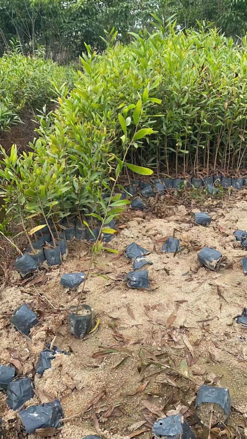 台湾相思20/100厘米各种规格大量现货供应充足，欢迎