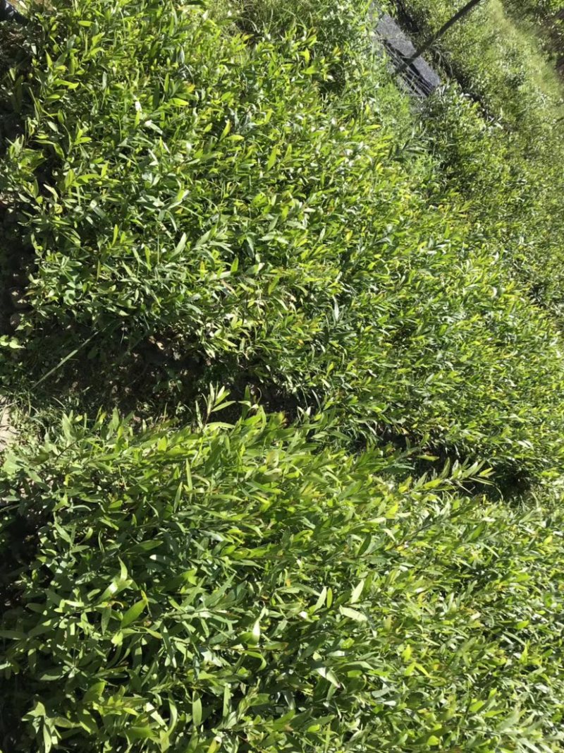 台湾相思20/100厘米各种规格大量现货供应充足，欢迎