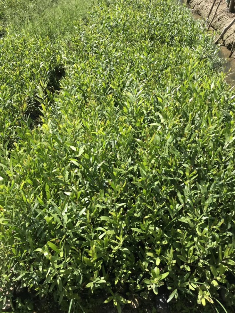台湾相思20/100厘米各种规格大量现货供应充足，欢迎