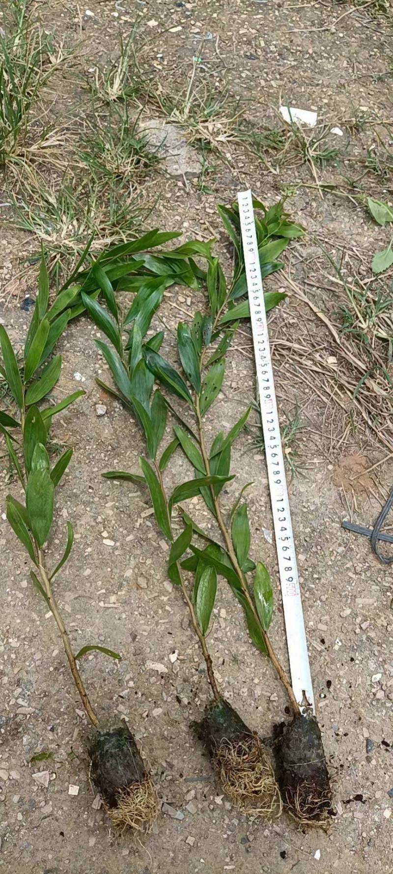 台湾相思20/100厘米各种规格大量现货供应充足，欢迎