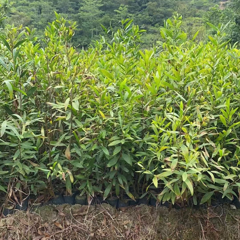 台湾相思20/100厘米各种规格大量现货供应充足，欢迎