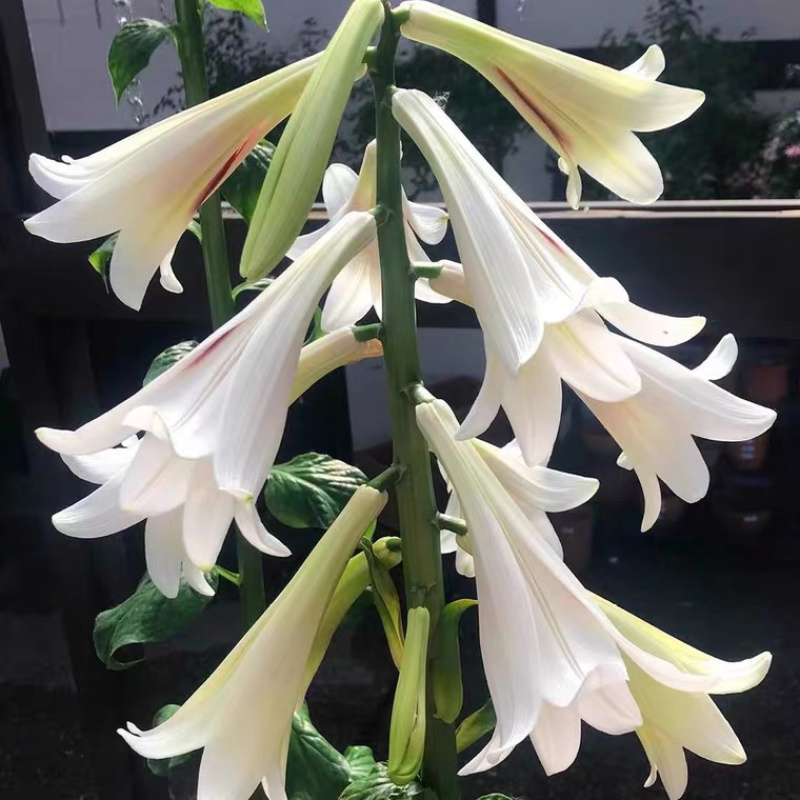 恩施荞麦大叶百合白瓦阳台庭院地栽室内盆景绿化易成活