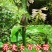恩施荞麦大叶百合白瓦阳台庭院地栽室内盆景绿化易成活